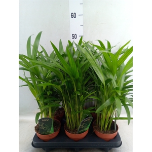 Dypsis lutescens   ...Chrysalidoca