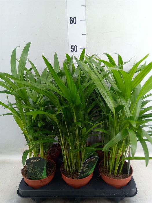 <h4>Dypsis lutescens   ...Chrysalidoca</h4>