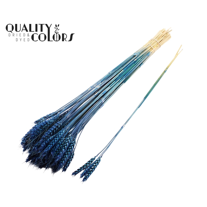 <h4>Triticum 3pc/Tuft Dark Blue</h4>