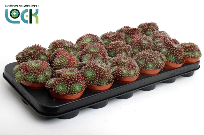 <h4>Sempervivum Arachnoideum Rubrum</h4>