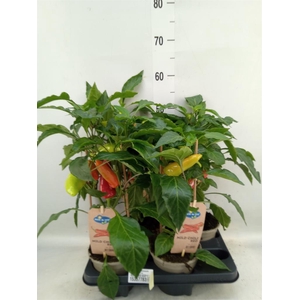 Capsicum annuum   ...peper