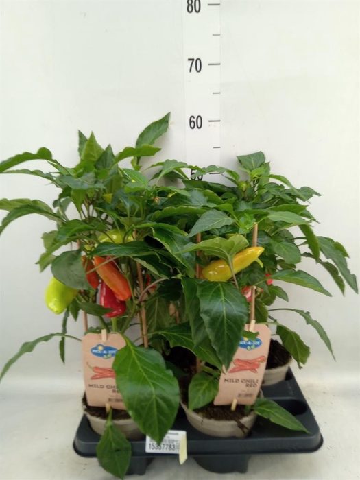 <h4>Capsicum annuum   ...peper</h4>