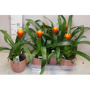 ARR BROMELIA