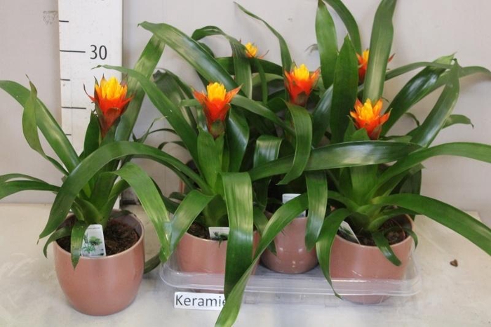 <h4>ARR BROMELIA</h4>