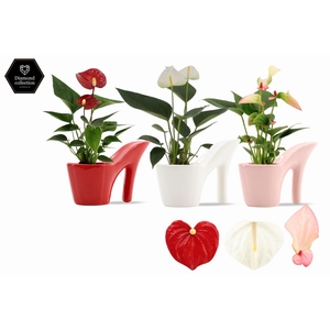 Anthurium 6 cm 3 color mix in Heels ceramics