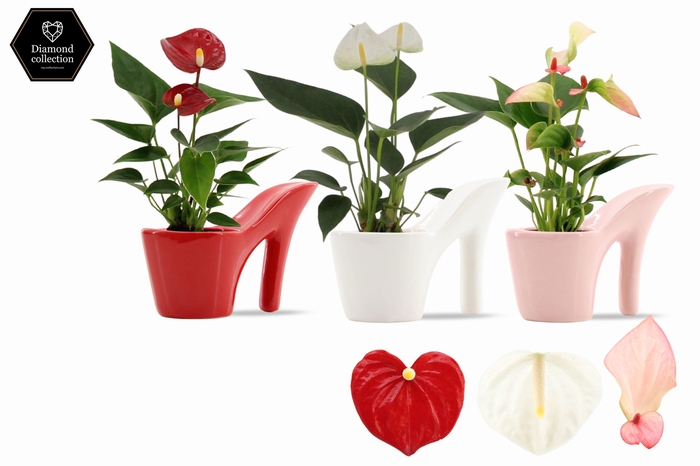 <h4>Anthurium 6 cm 3 color mix in Heels ceramics</h4>