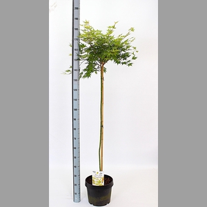 ACER PA SANGOKAKU