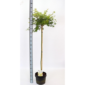 ACER PA SANGOKAKU