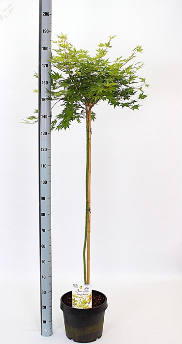 <h4>ACER PA SANGOKAKU</h4>