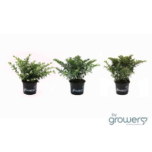 CUPHEA HYSSOPIFOLIA P10.5