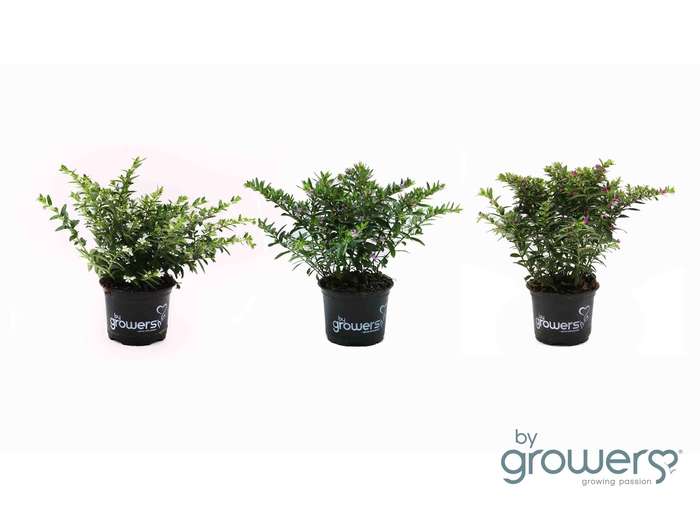 <h4>CUPHEA HYSSOPIFOLIA P10.5</h4>