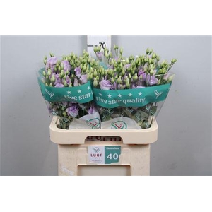 Eus G Lisanne Lavender