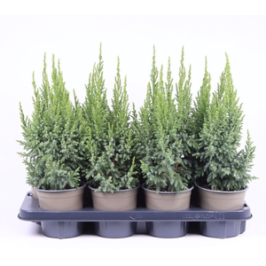 Juniperus pingii Loderi