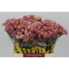 Blushing Bride Pink 2/5 Flowers