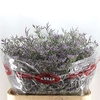 Limonium Skylight Marginpar