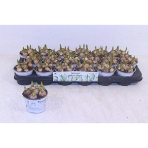 MUSCARI WHITE MAGIC P9