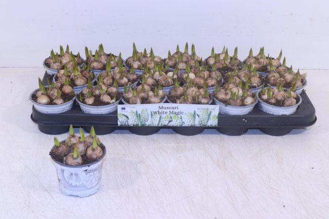 <h4>MUSCARI WHITE MAGIC P9</h4>