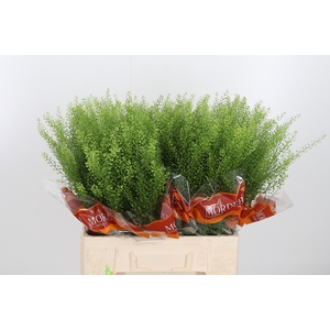 Lepidium Green Bell