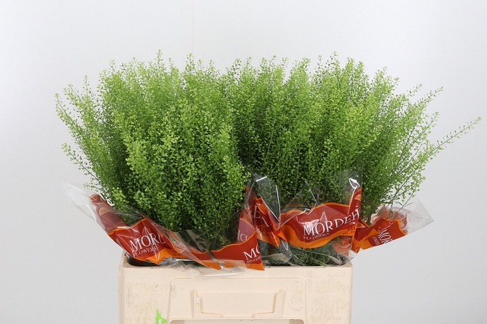 <h4>Lepidium Green Bell</h4>