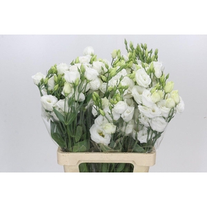 Eustoma Du Rosita White