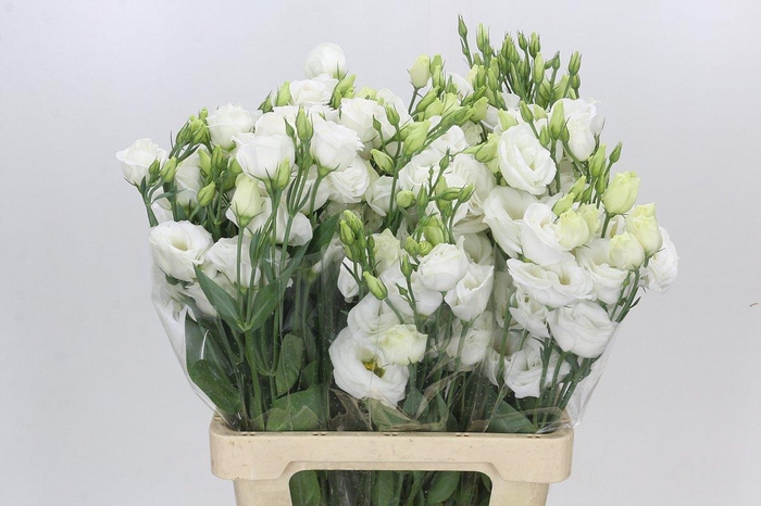 <h4>Eustoma Du Rosita White</h4>