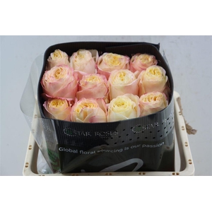 R Gr Cream X-pression