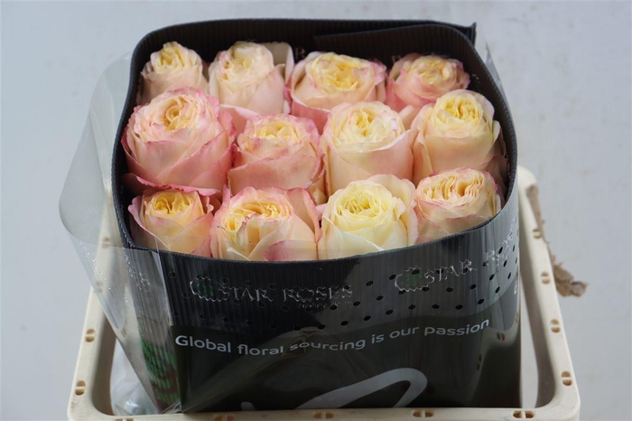 <h4>R Gr Cream X-pression</h4>