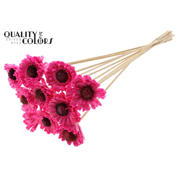 <h4>Shola Daisy Sunflower 6cm on stem Wax Cerise</h4>