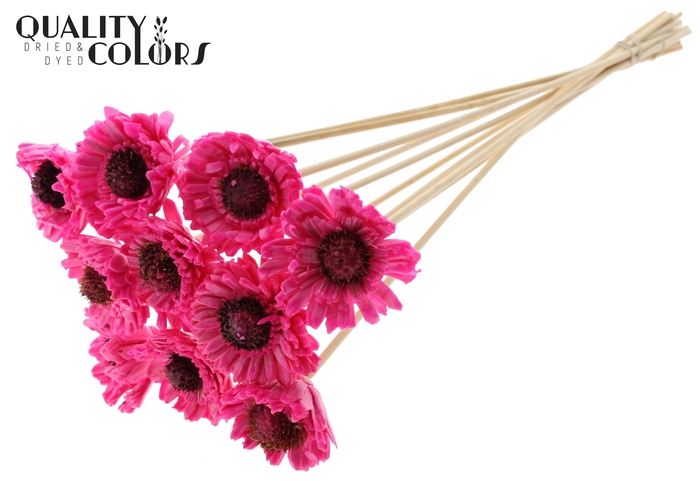 Shola Daisy Sunflower 6cm on stem Wax Cerise