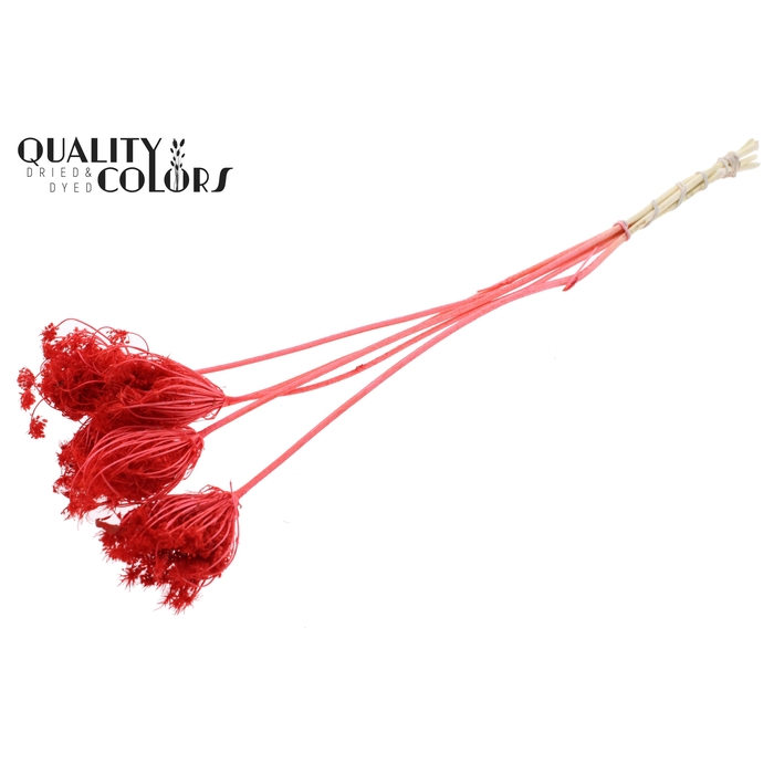 <h4>Ammi Majus 4-6cm 5pc/bunch Bleached Coral</h4>