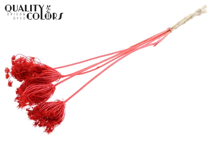 Ammi Majus 4-6cm 5pc/bunch Bleached Coral