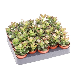 Crassula Ovata mini Minor, CR5010