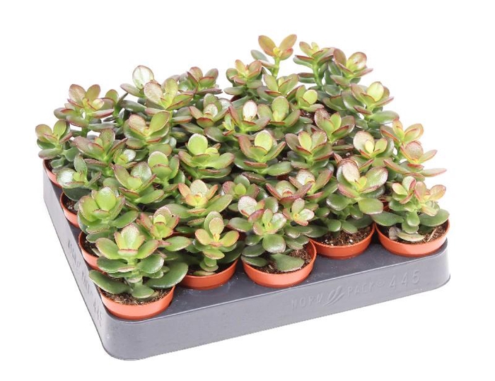 <h4>Crassula Ovata mini Minor, CR5010</h4>