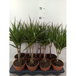 Dracaena marg.