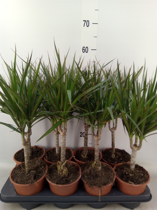 <h4>Dracaena marg.</h4>