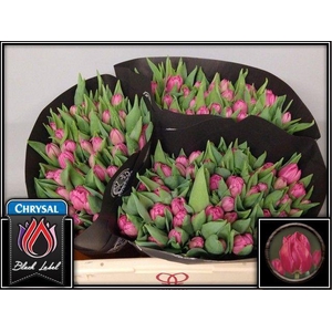 TU DU QUEEN OF MARVE