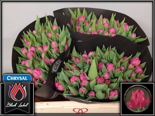 <h4>TU DU QUEEN OF MARVE</h4>