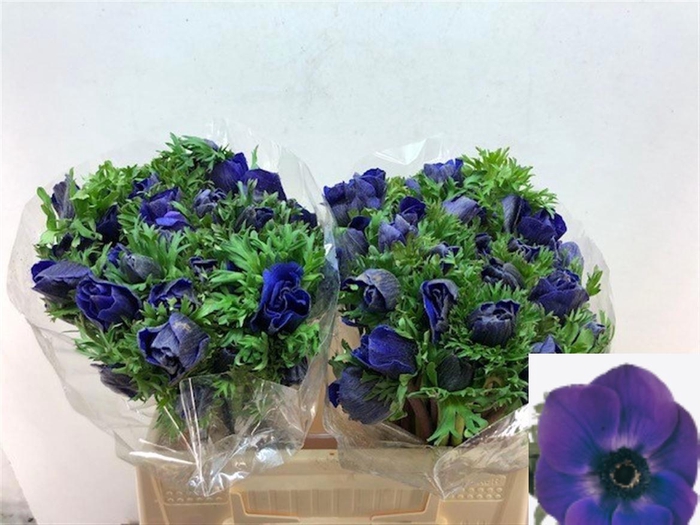 <h4>ANEM CO GALIL BLAUW</h4>