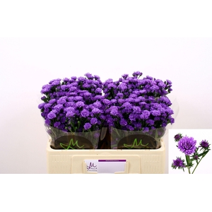 Ast Astee Dark Milka