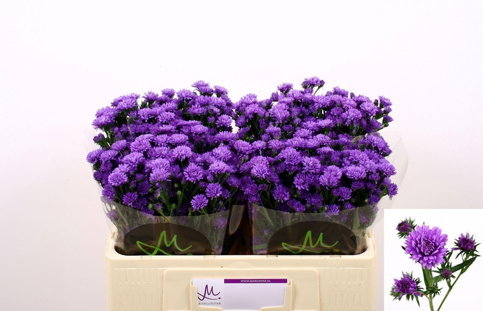 <h4>AST ASTEE DARK MILKA</h4>