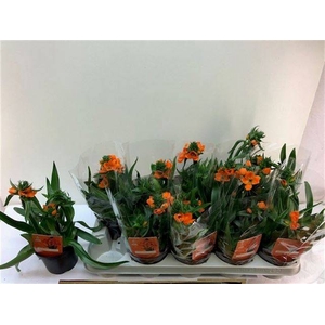 Ornithogalum Dubium 12Ø 28cm