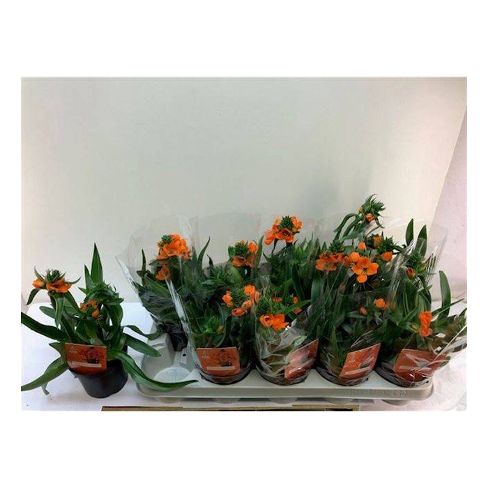 <h4>Ornithogalum Dubium 12Ø 28cm</h4>