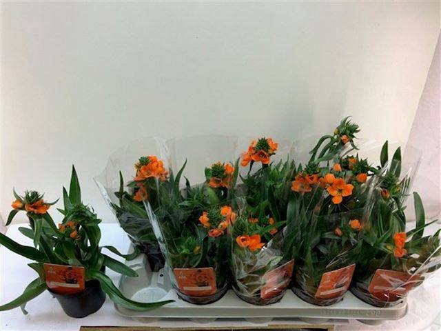 Ornithogalum Dubium 12Ø 28cm