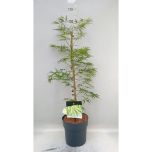 Acer palmatum 'Dissectum'