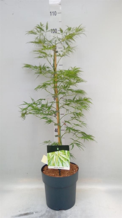 <h4>Acer palmatum 'Dissectum'</h4>