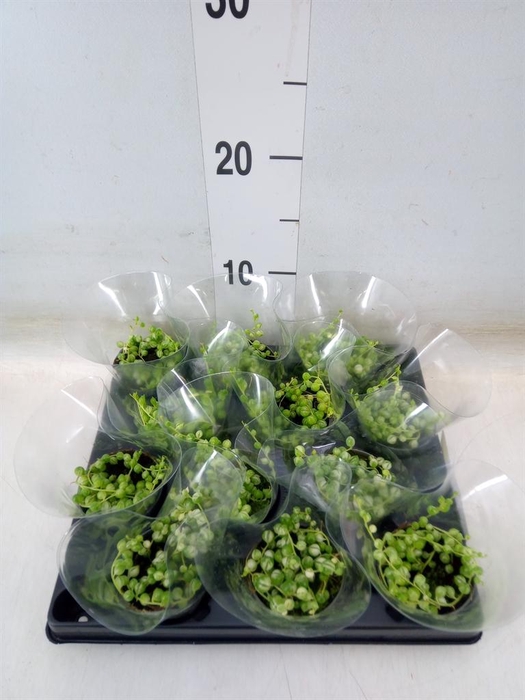 <h4>Senecio   ...</h4>