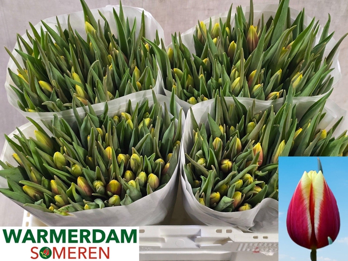 <h4>TU EN JAN SEIGNETTE</h4>