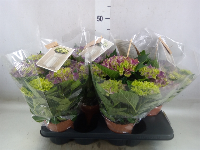 <h4>Hydrangea mac. 'Early Blue'</h4>