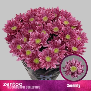 CHR T SERENITY