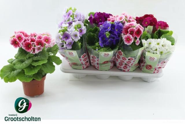 <h4>PRIM OB SWEETK A GEM</h4>